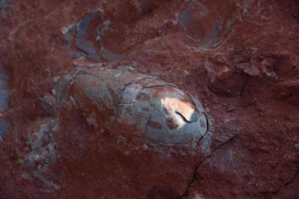 距今1.3亿年 江西一工地发现20余枚恐龙蛋化石
